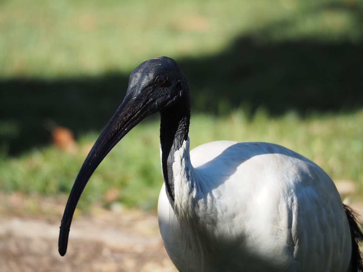 ibis australský - ML607689521