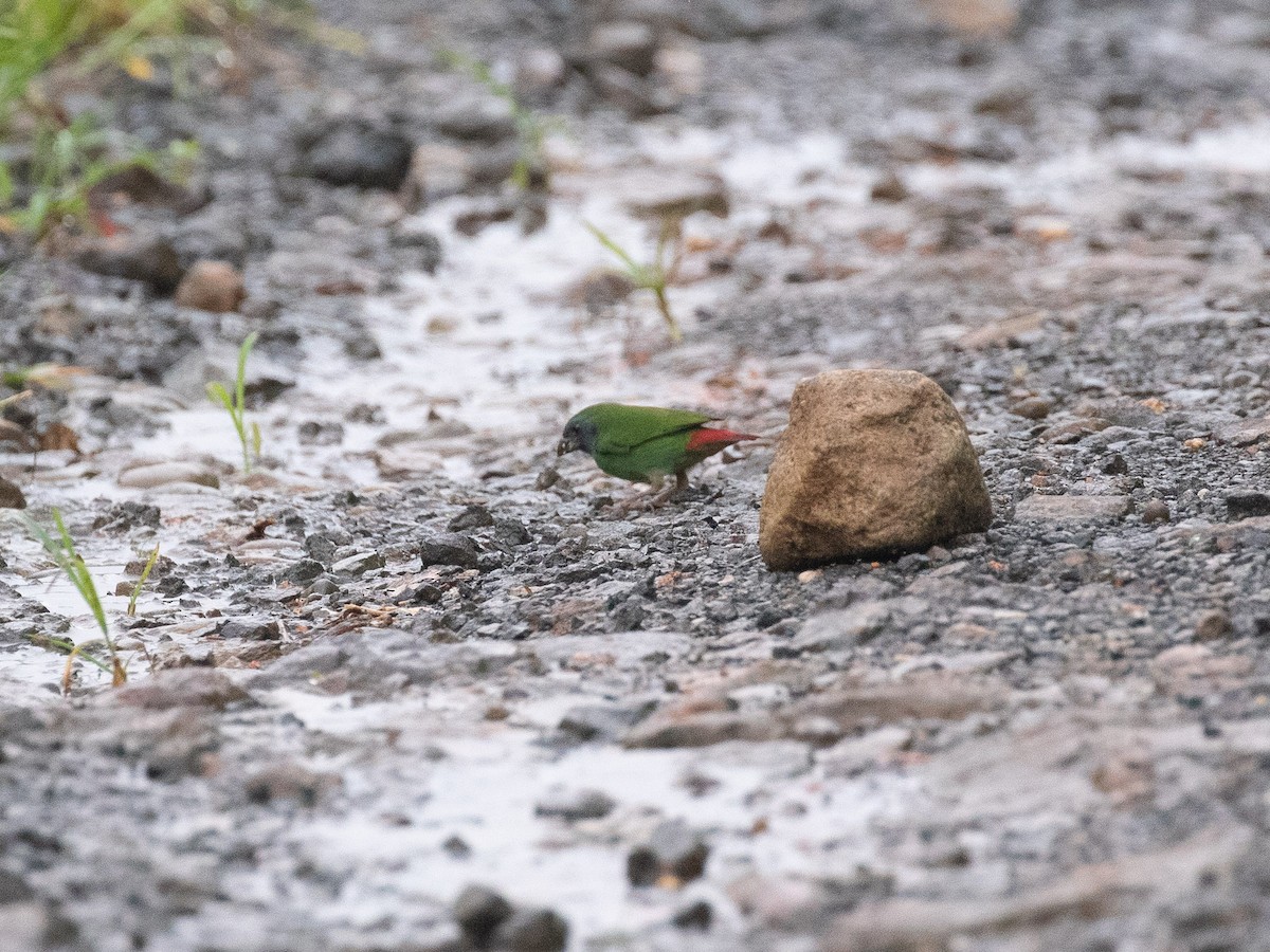 Fiji Parrotfinch - ML607690111