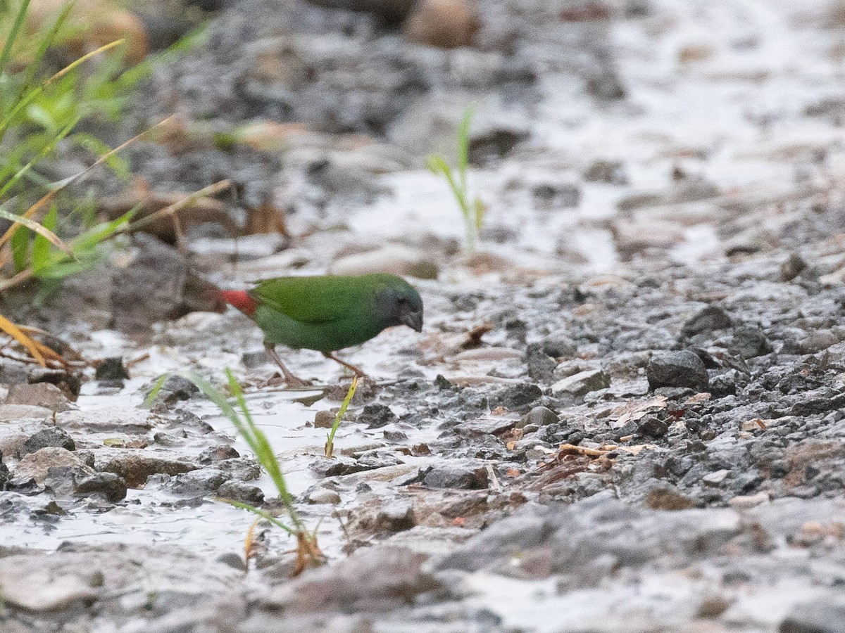 Fiji Parrotfinch - ML607690121