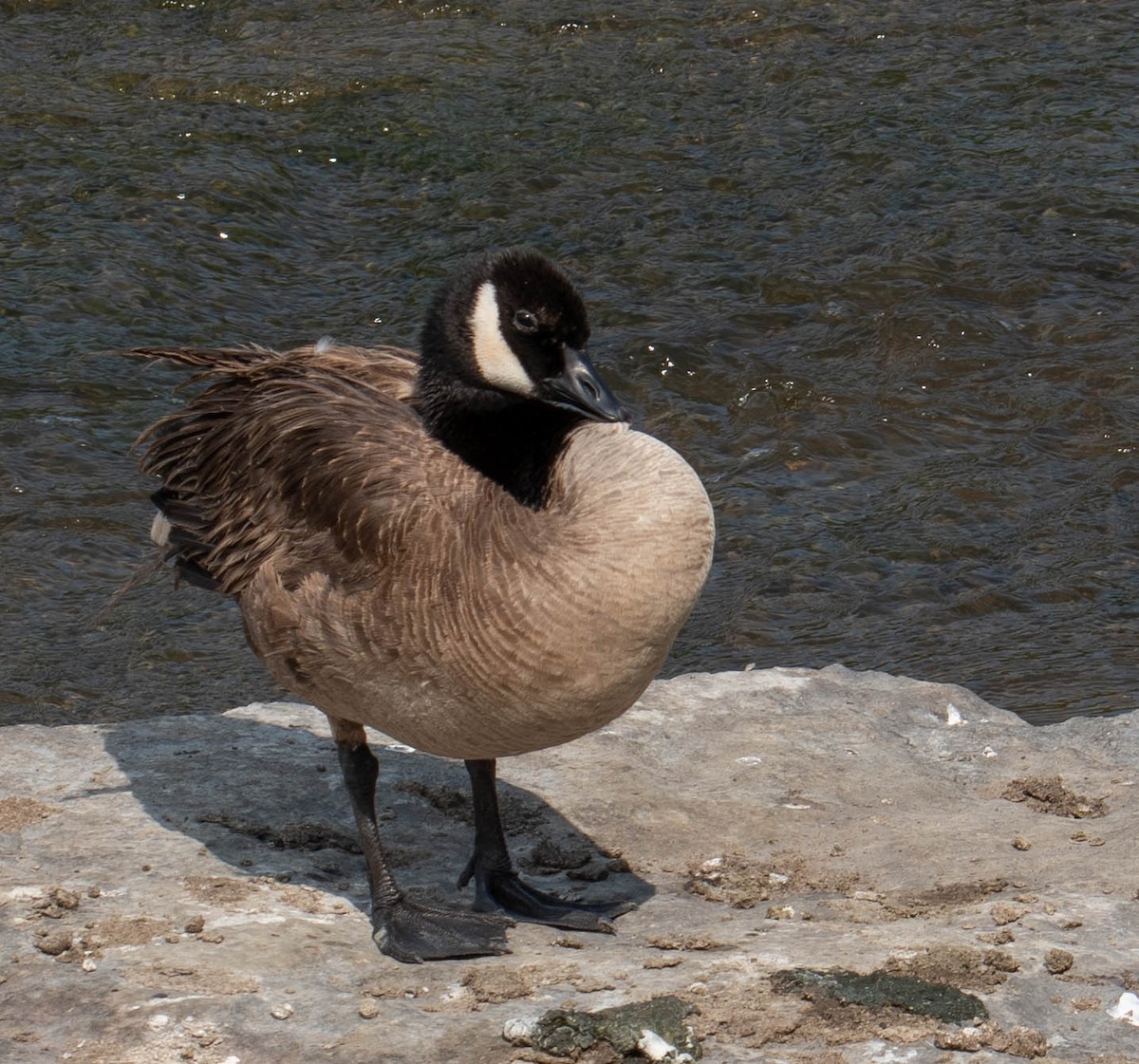 Canada Goose - ML607690521