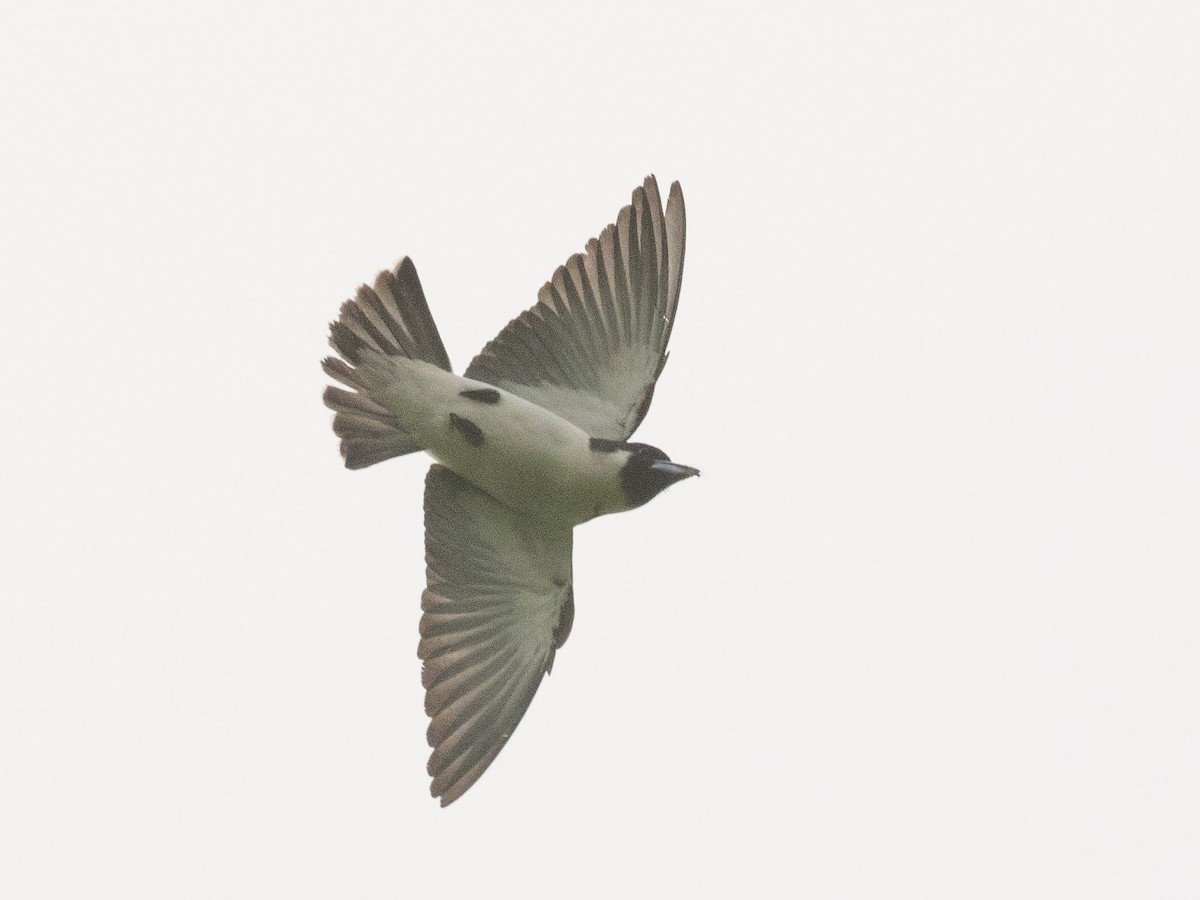 Fiji Woodswallow - ML607690541