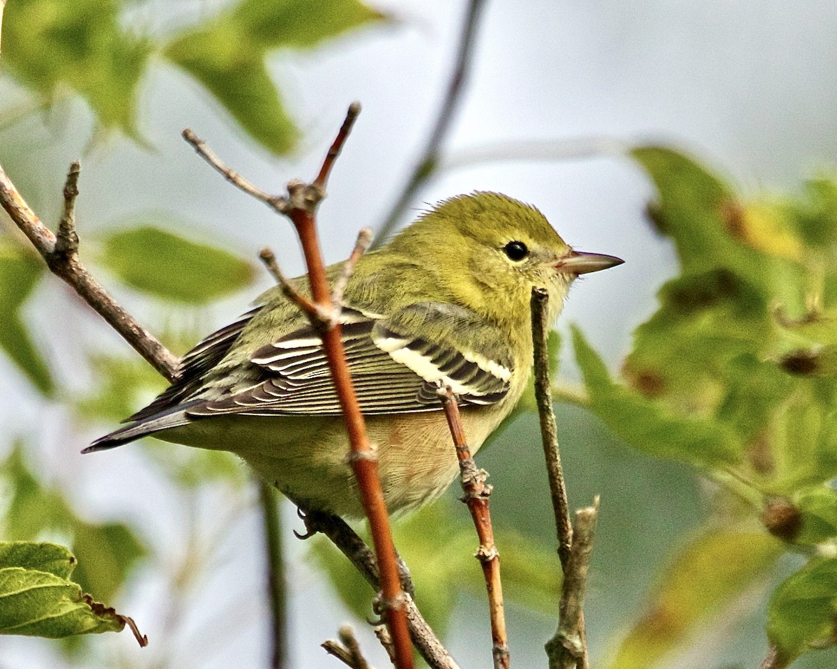 Bay-breasted Warbler - Jack & Holly Bartholmai