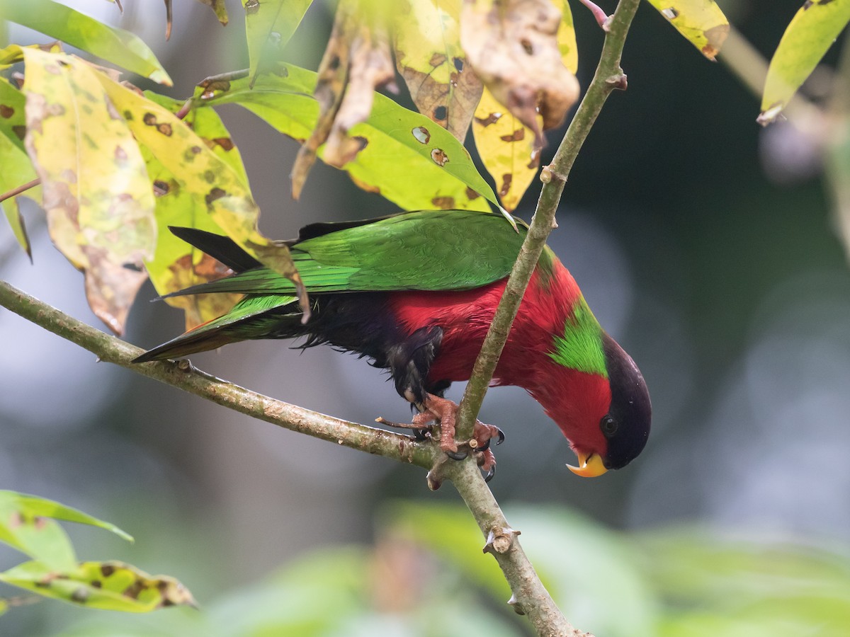 Collared Lory - ML607691091