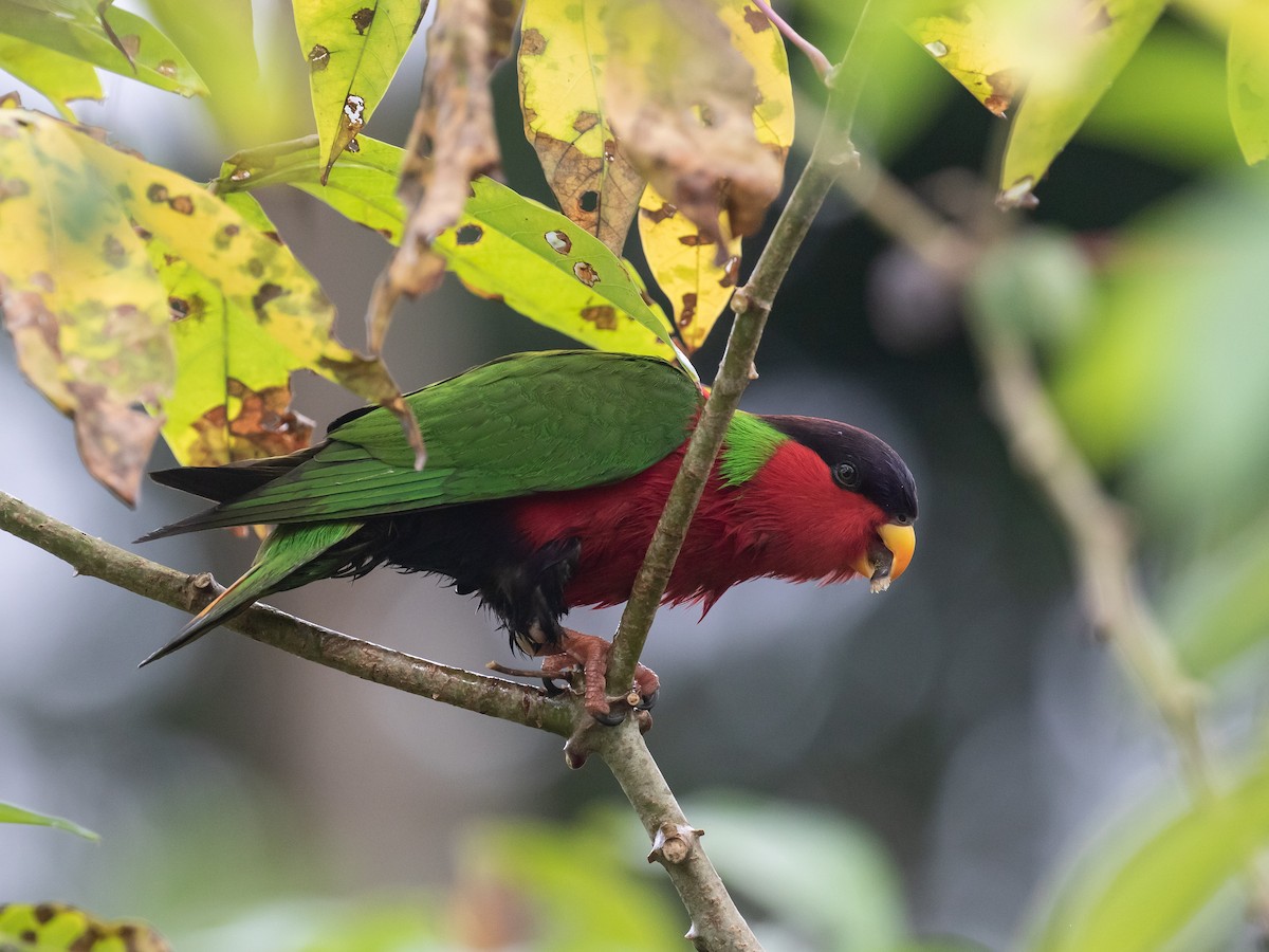 Collared Lory - ML607691101