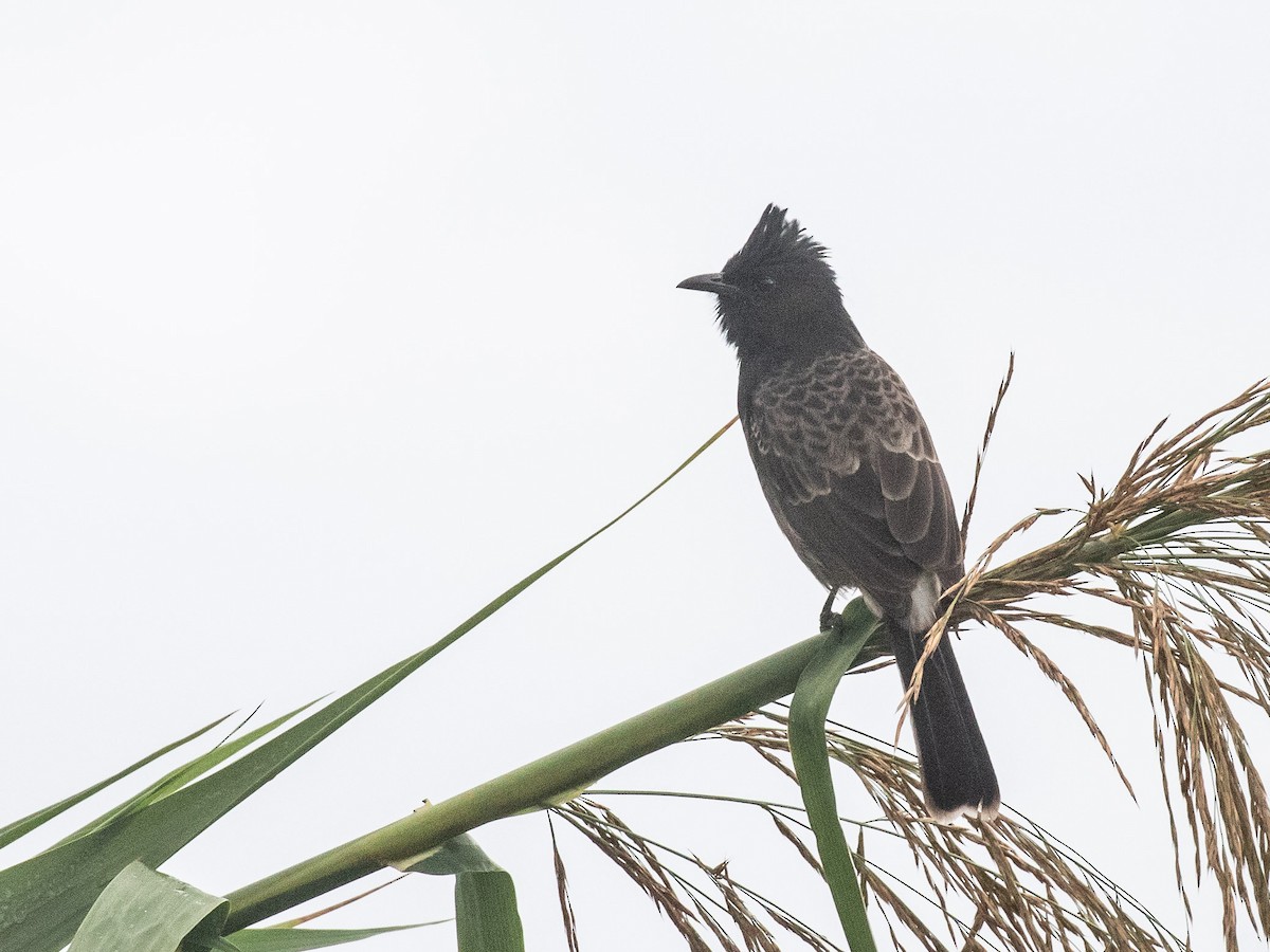 Red-vented Bulbul - ML607691361