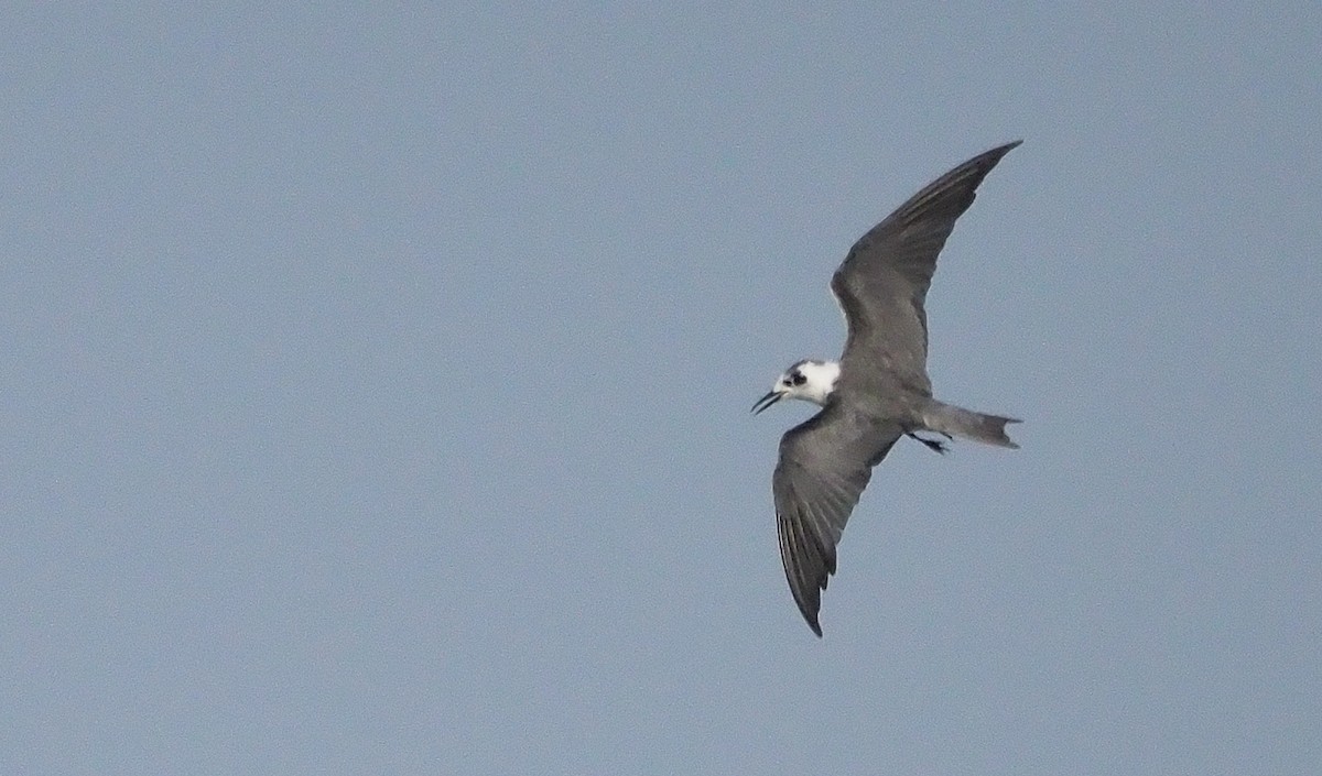 Black Tern - ML607691531