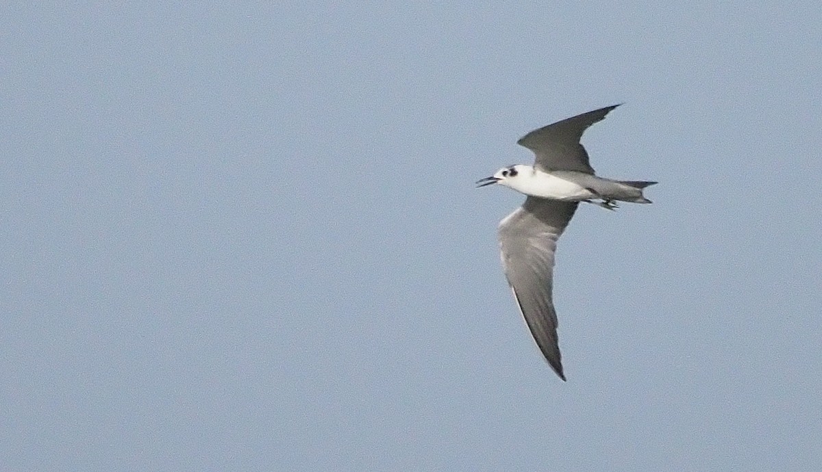 Black Tern - ML607691541