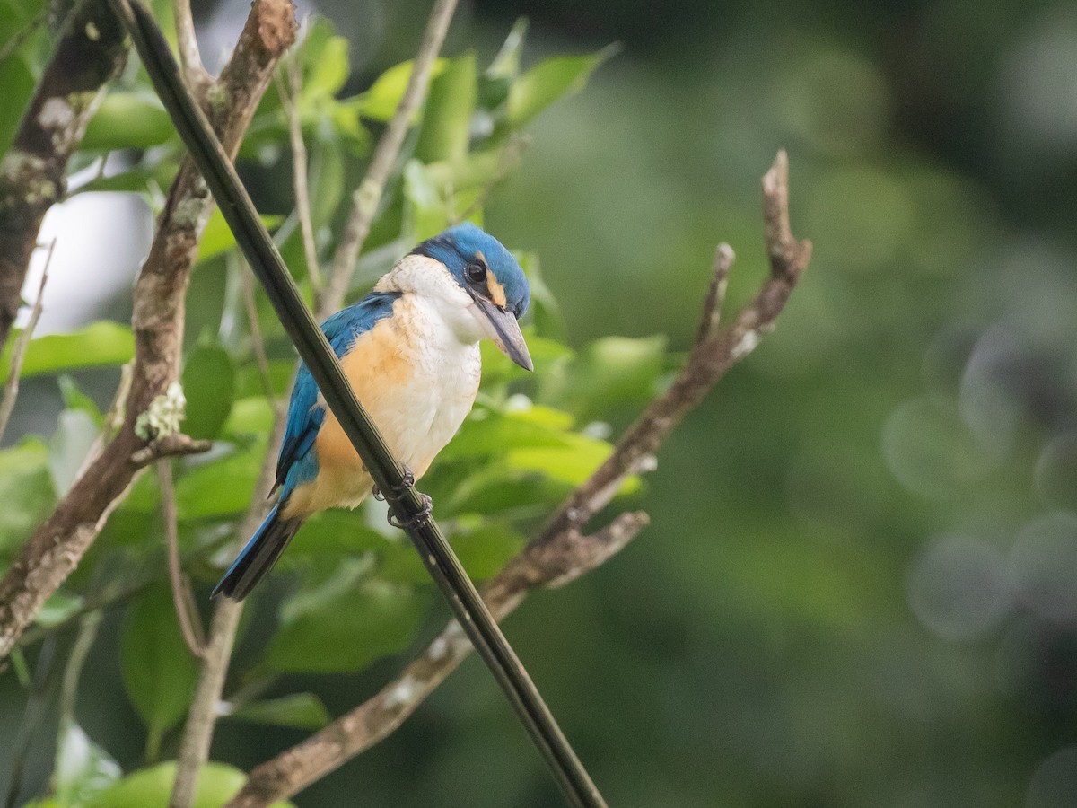 Pacific Kingfisher - ML607691611