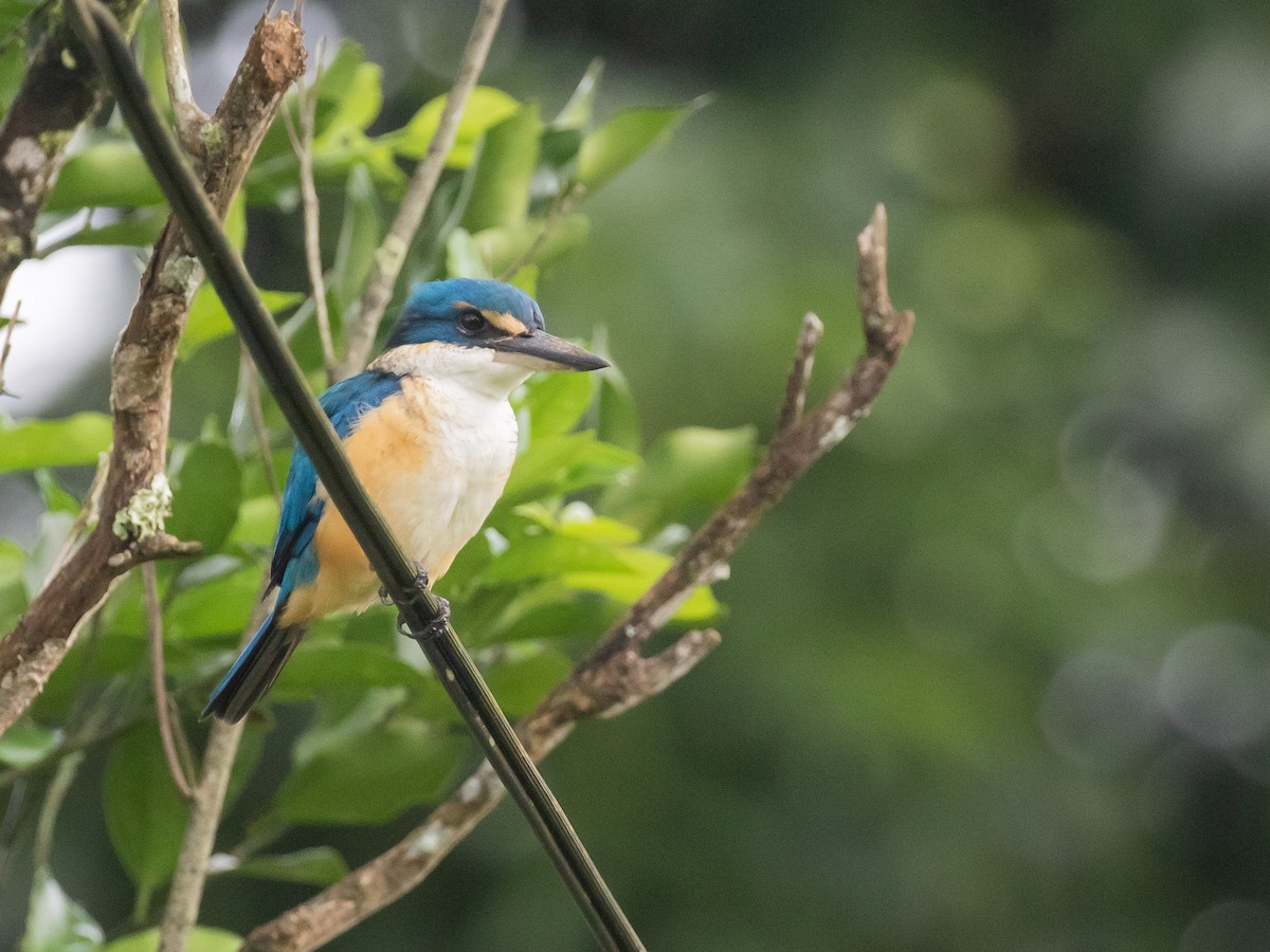 Pacific Kingfisher - ML607691661