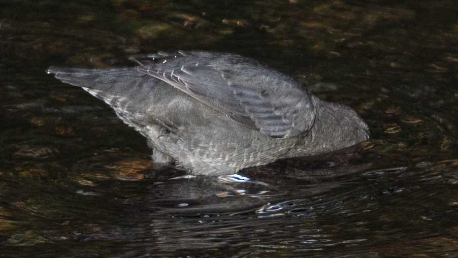 American Dipper - Mustapha Abdu_Rahim