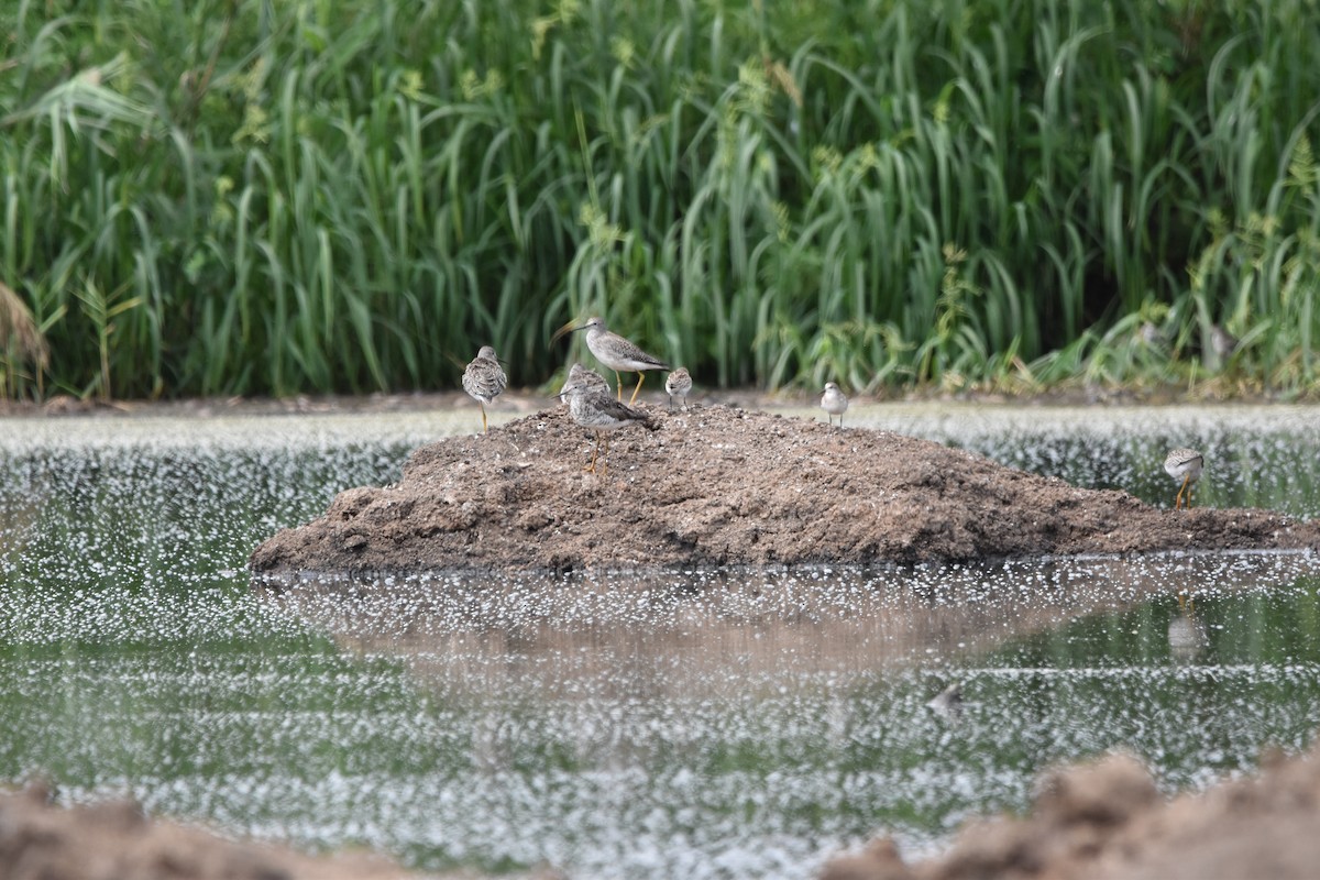 Lesser Yellowlegs - Tim Wing