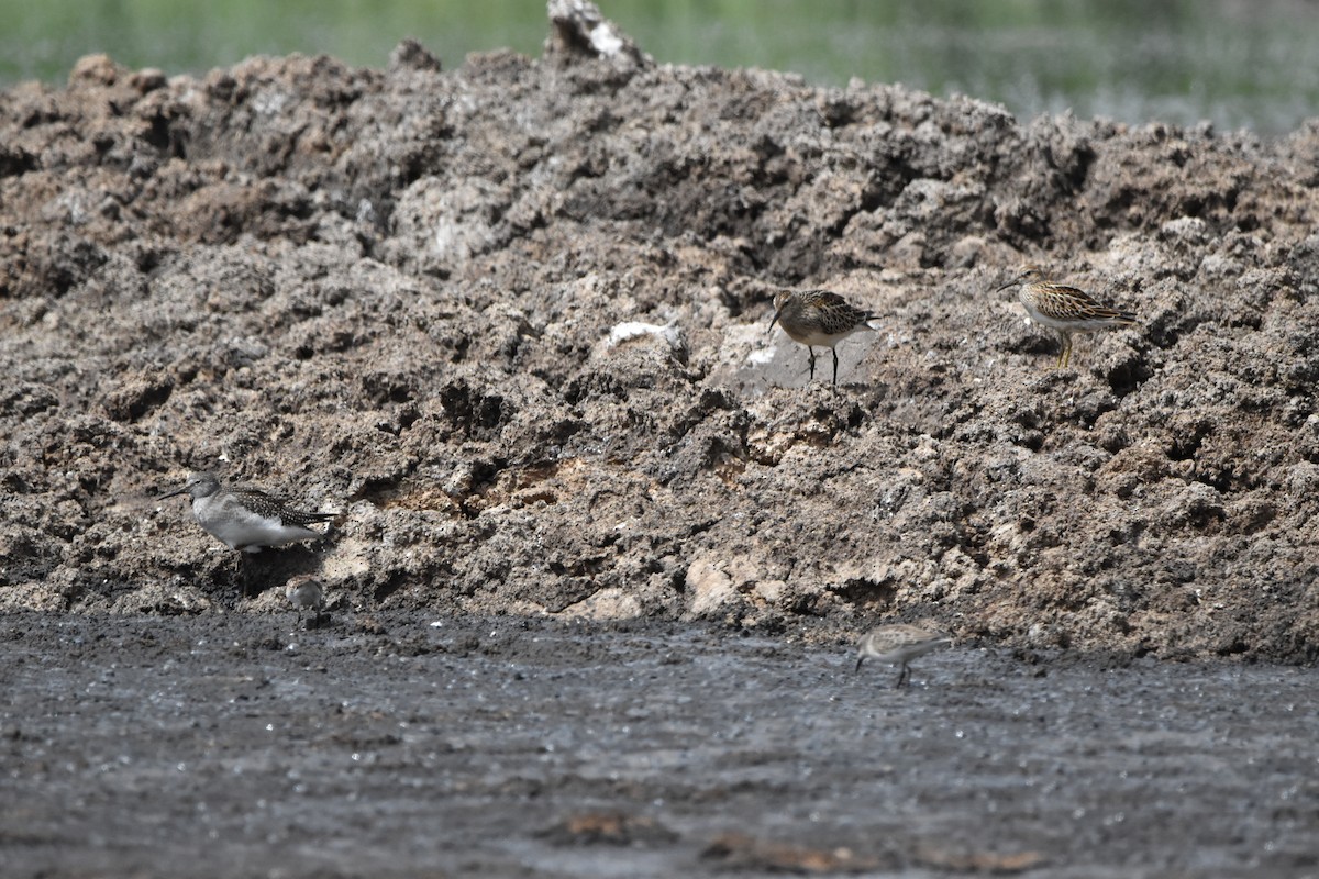 Pectoral Sandpiper - Tim Wing