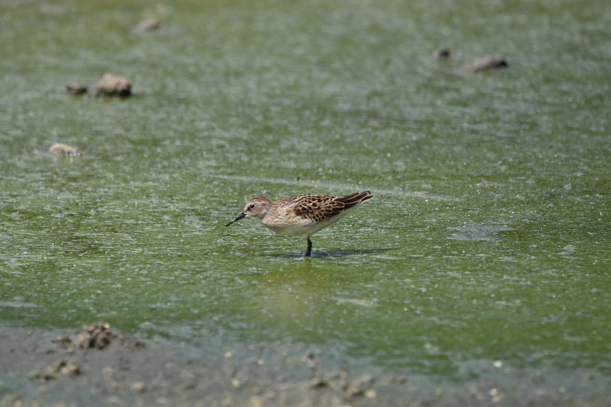 Least Sandpiper - Tim Wing