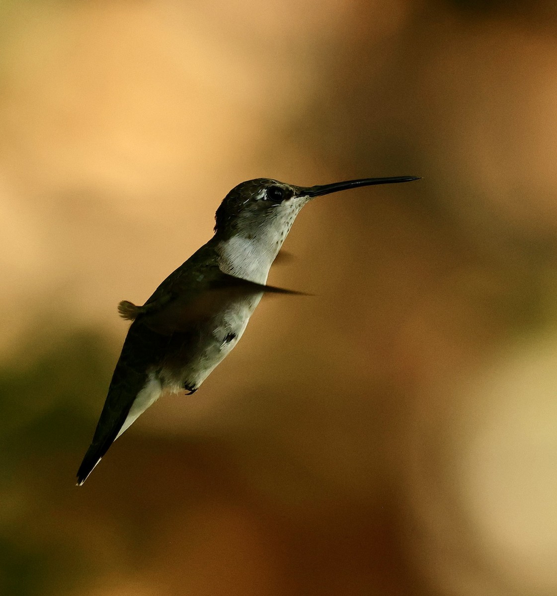 Black-chinned Hummingbird - ML607695161