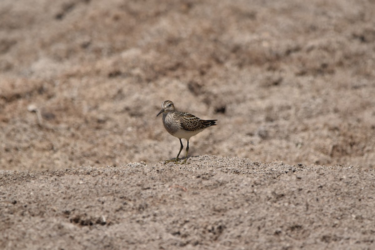 Pectoral Sandpiper - Tim Wing