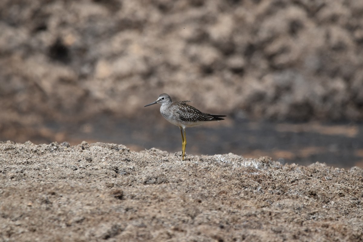 Lesser Yellowlegs - Tim Wing