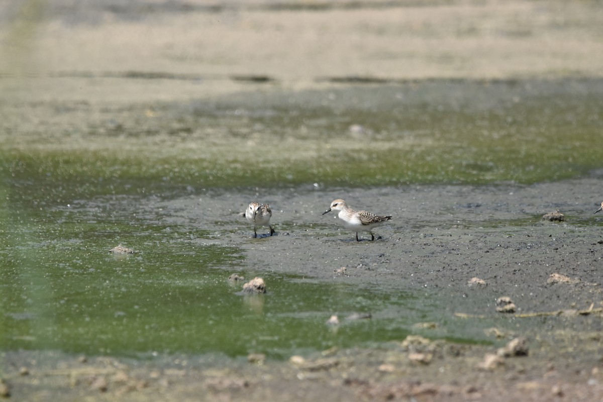 Least Sandpiper - Tim Wing