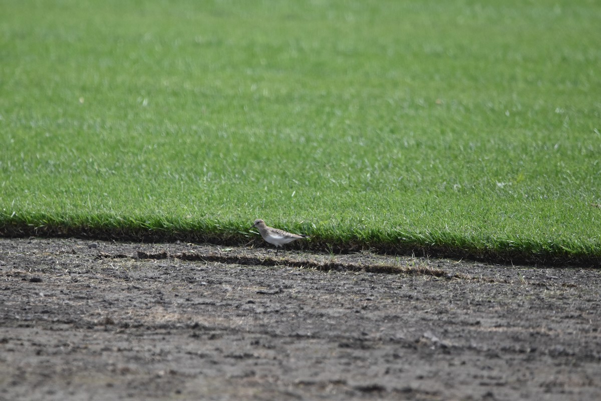 Baird's Sandpiper - Tim Wing