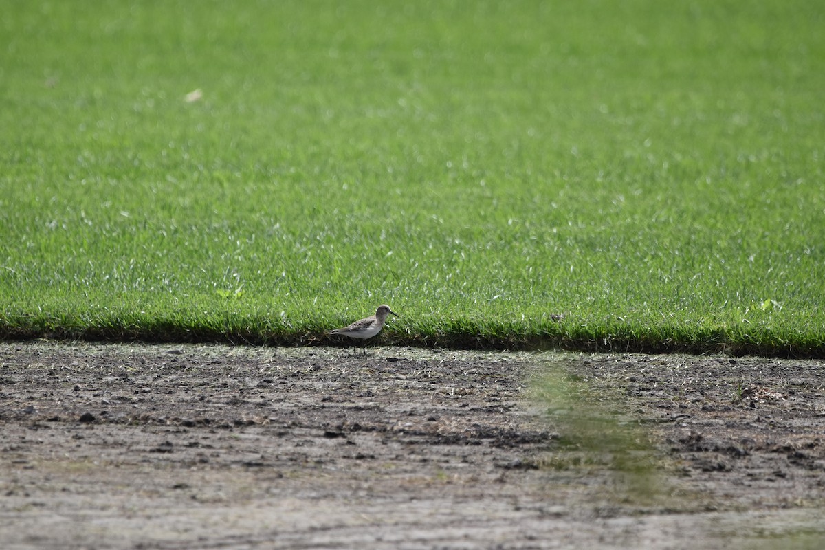 Baird's Sandpiper - ML607697181