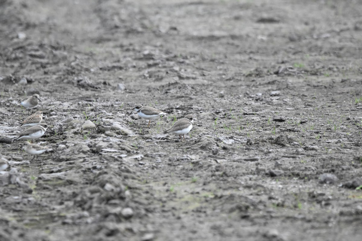 Semipalmated Plover - ML607697351