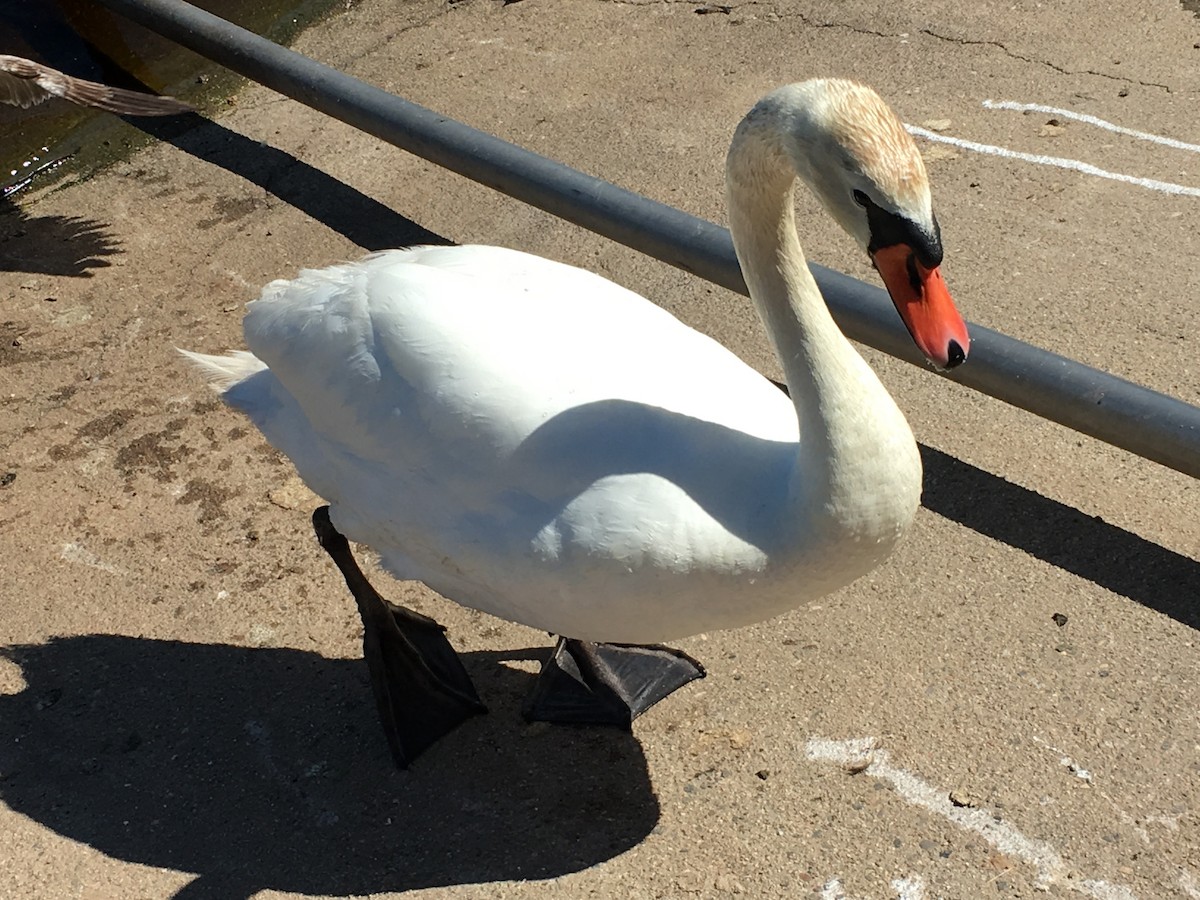 Mute Swan - ML607697381