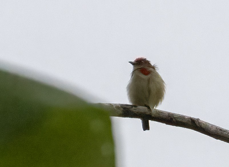 Red-capped Flowerpecker - Anne Heyerly