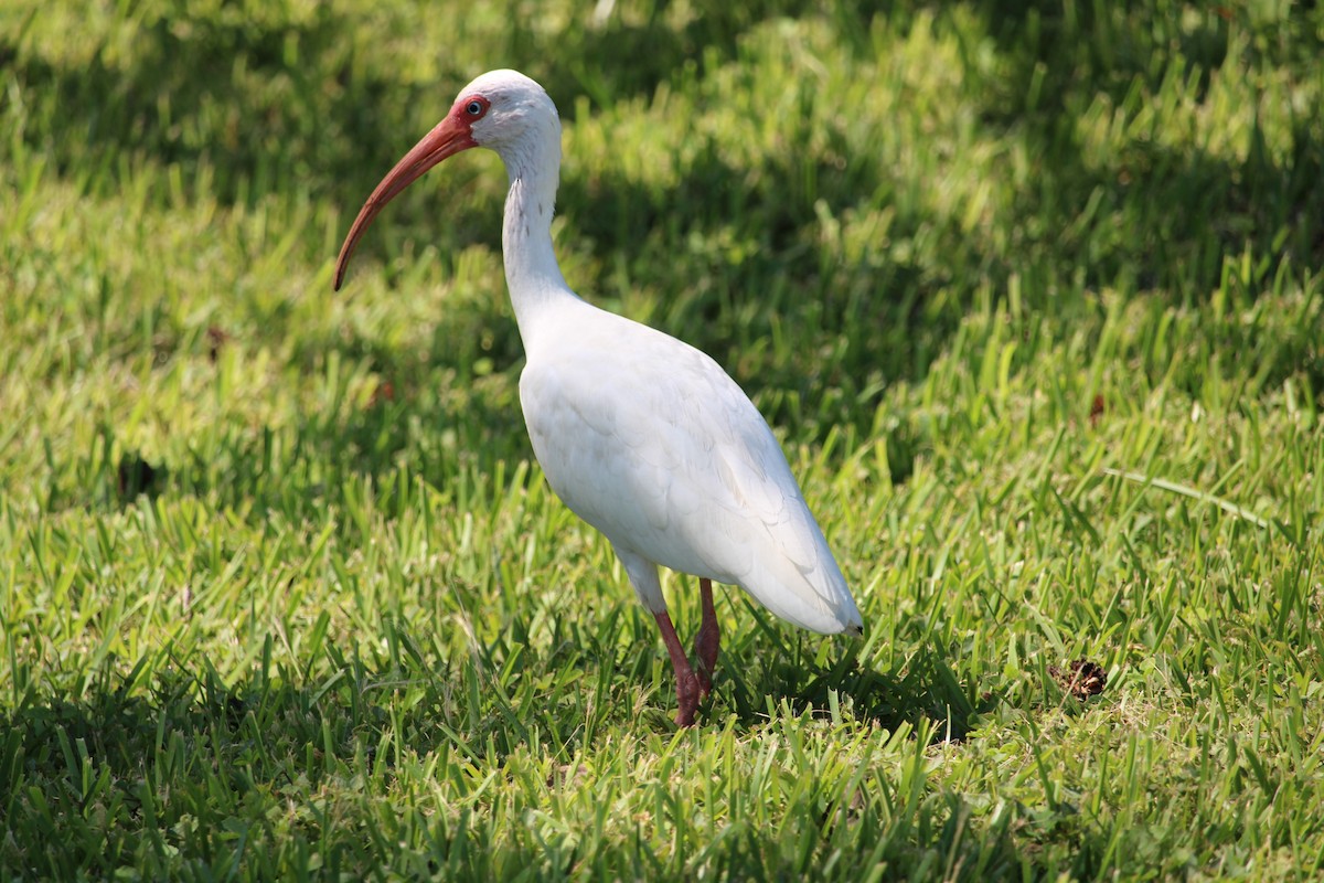 White Ibis - ML607697821