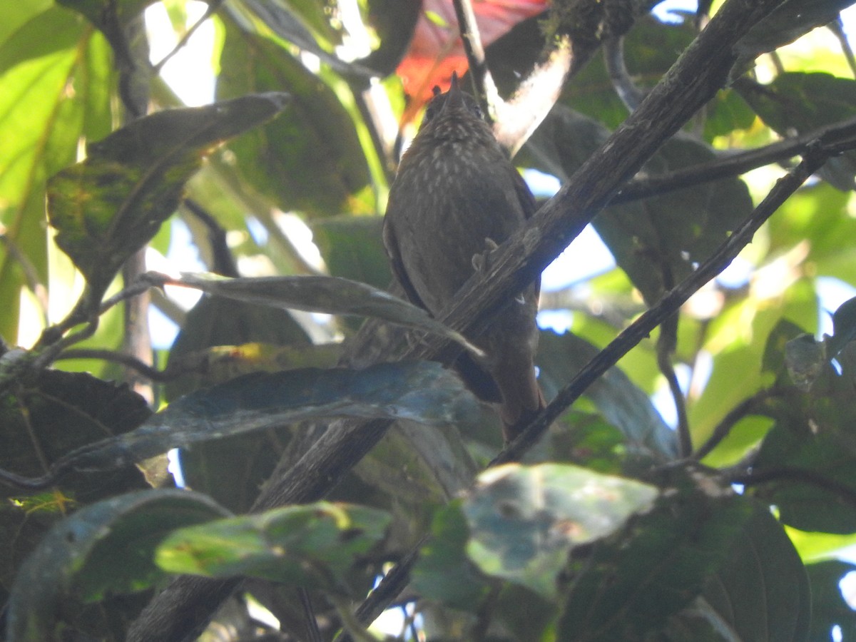 Spectacled Prickletail - Agustin Carrasco