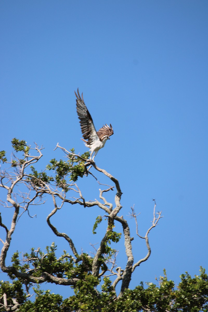 Osprey - ML607698041