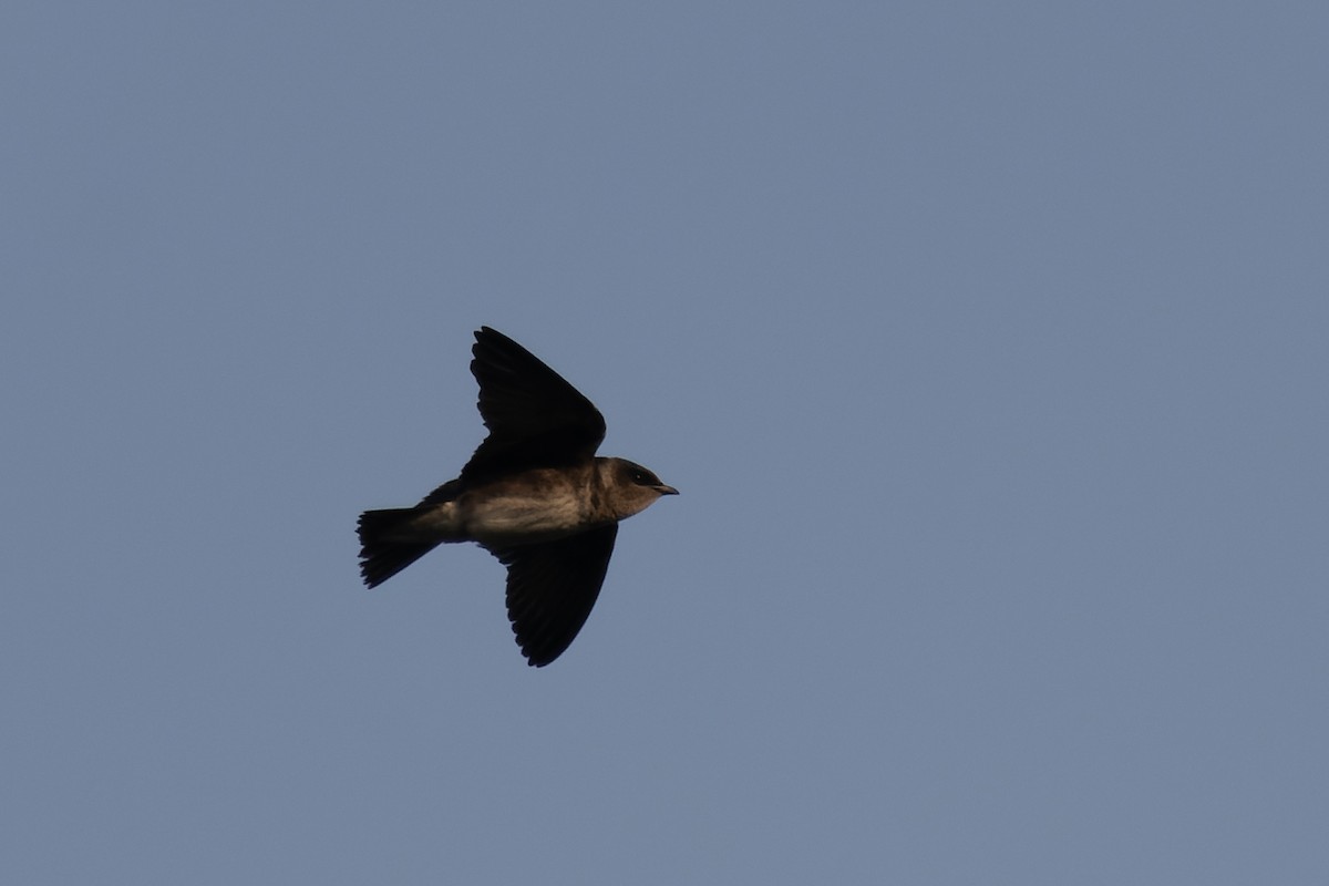 Purple Martin - Gavin McKinnon