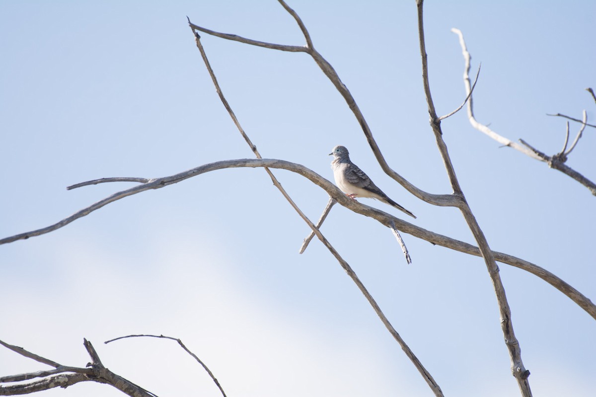 Peaceful Dove - Delia Walker