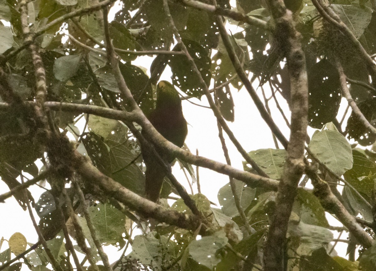 Yellow-billed Lorikeet - ML607698461