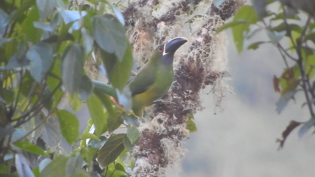 Toucanet à gorge blanche - ML607699681