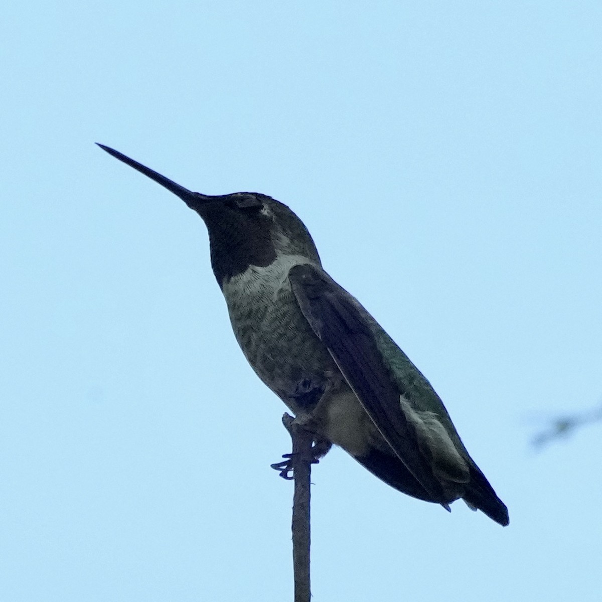 Black-chinned Hummingbird - ML607699841