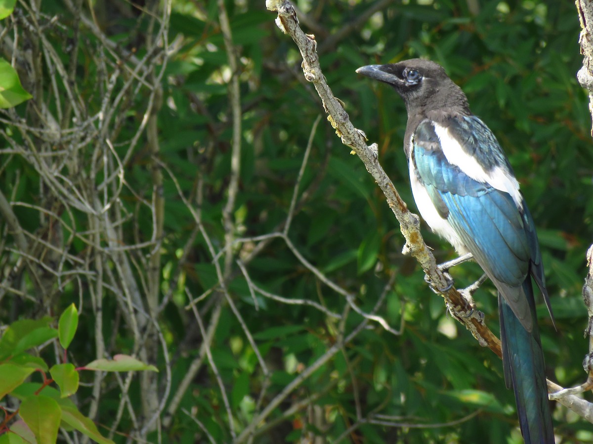 Black-billed Magpie - ML607699931