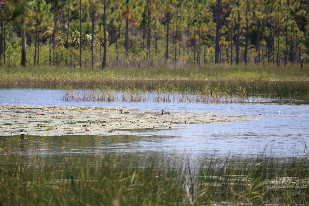 Wood Duck - ML607700521