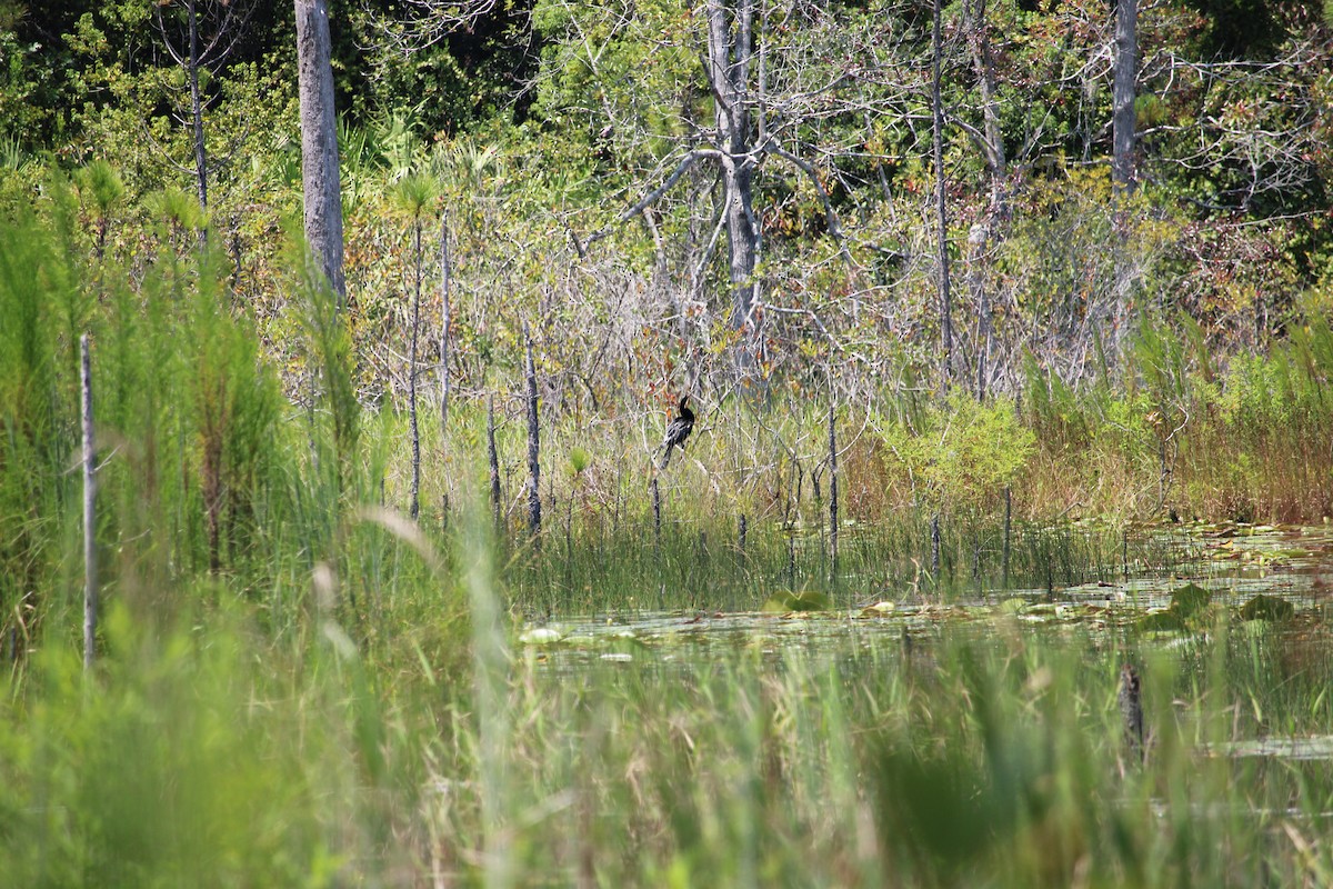 anhinga americká - ML607700601