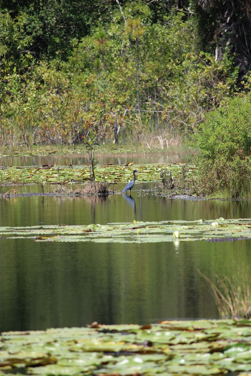 Little Blue Heron - ML607700631