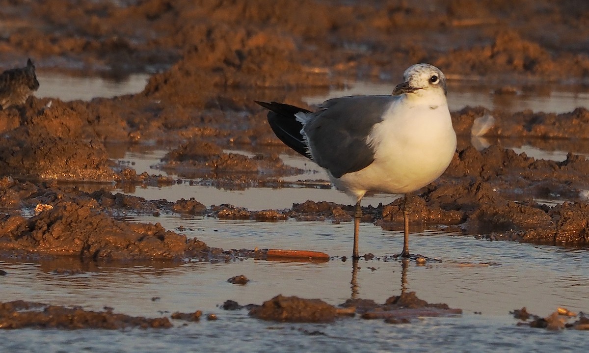 Laughing Gull - ML607700691