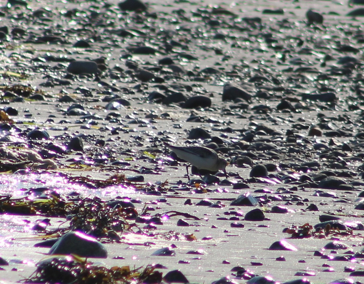 Sanderling - Audrūnas Gricius