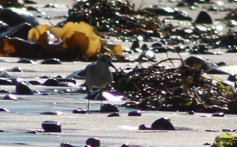 Sanderling - Audrūnas Gricius