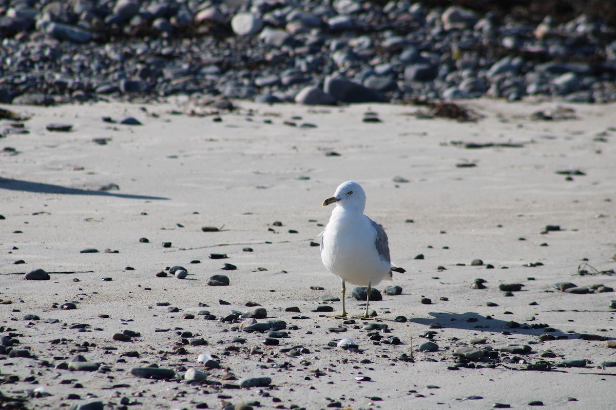 Ring-billed Gull - ML607701811