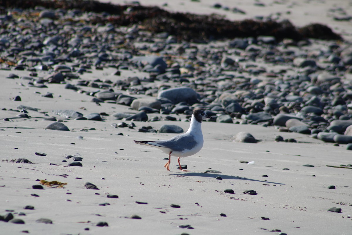 Bonaparte's Gull - Audrūnas Gricius