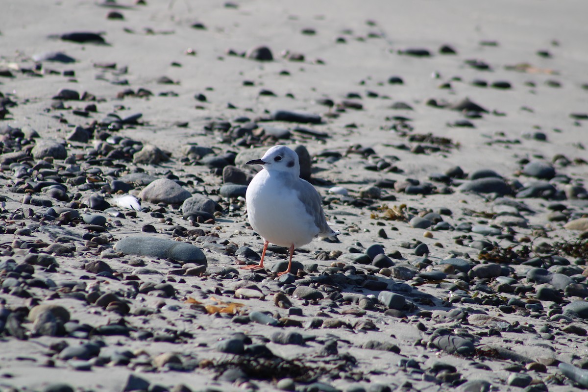 Mouette de Bonaparte - ML607701961