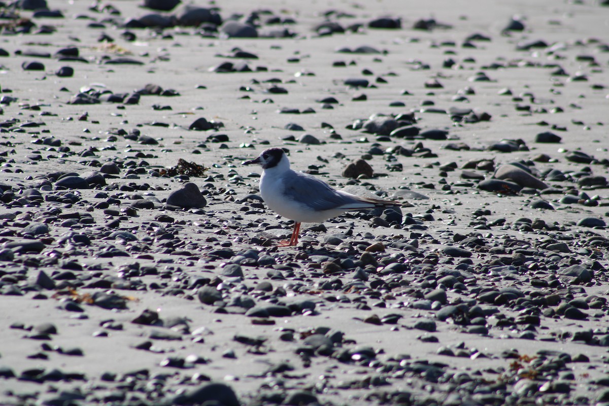 Bonaparte's Gull - Audrūnas Gricius