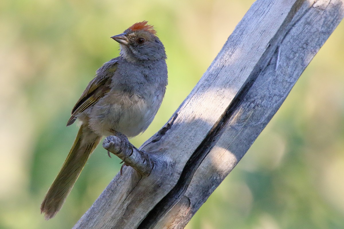 Green-tailed Towhee - ML607702471