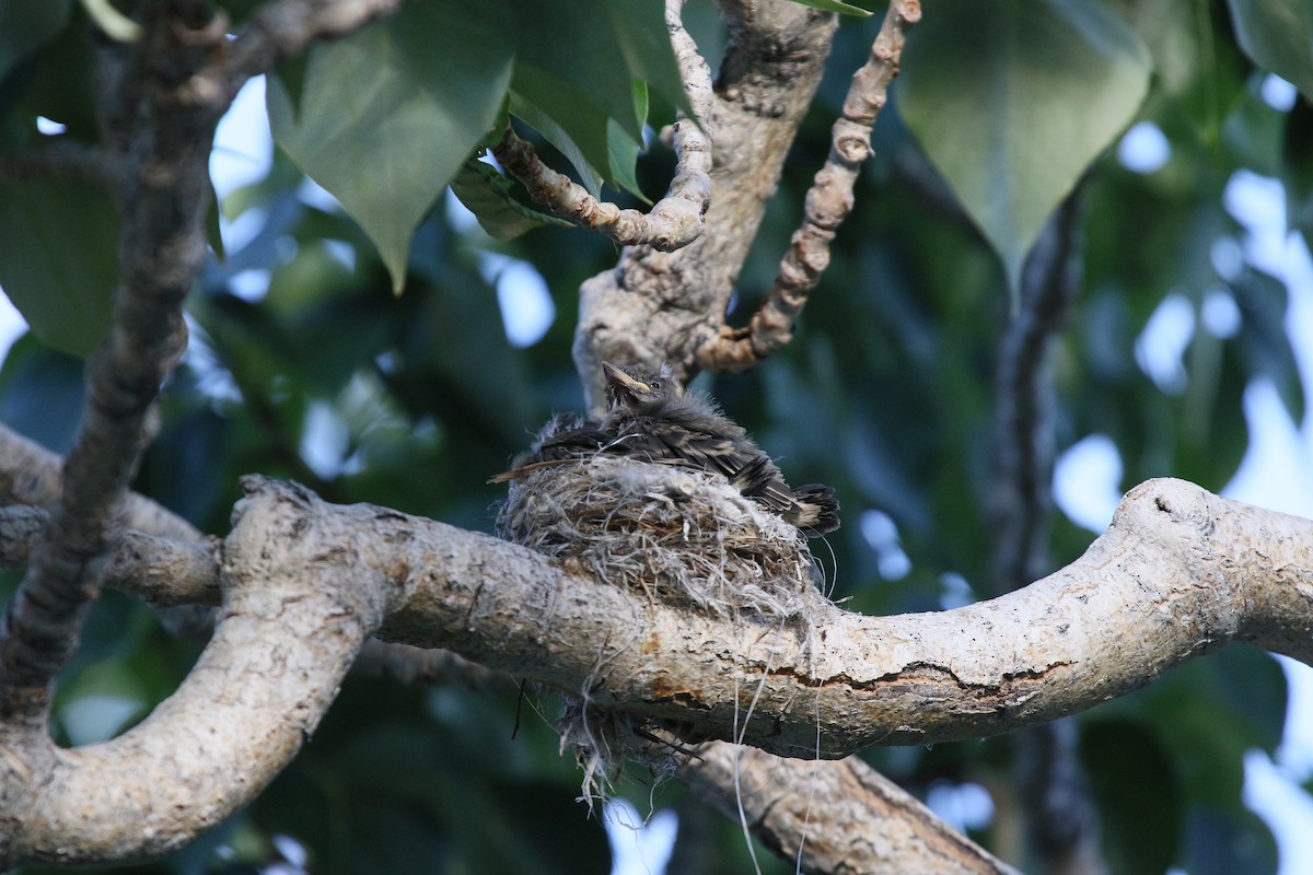 Western Wood-Pewee - ML607702621