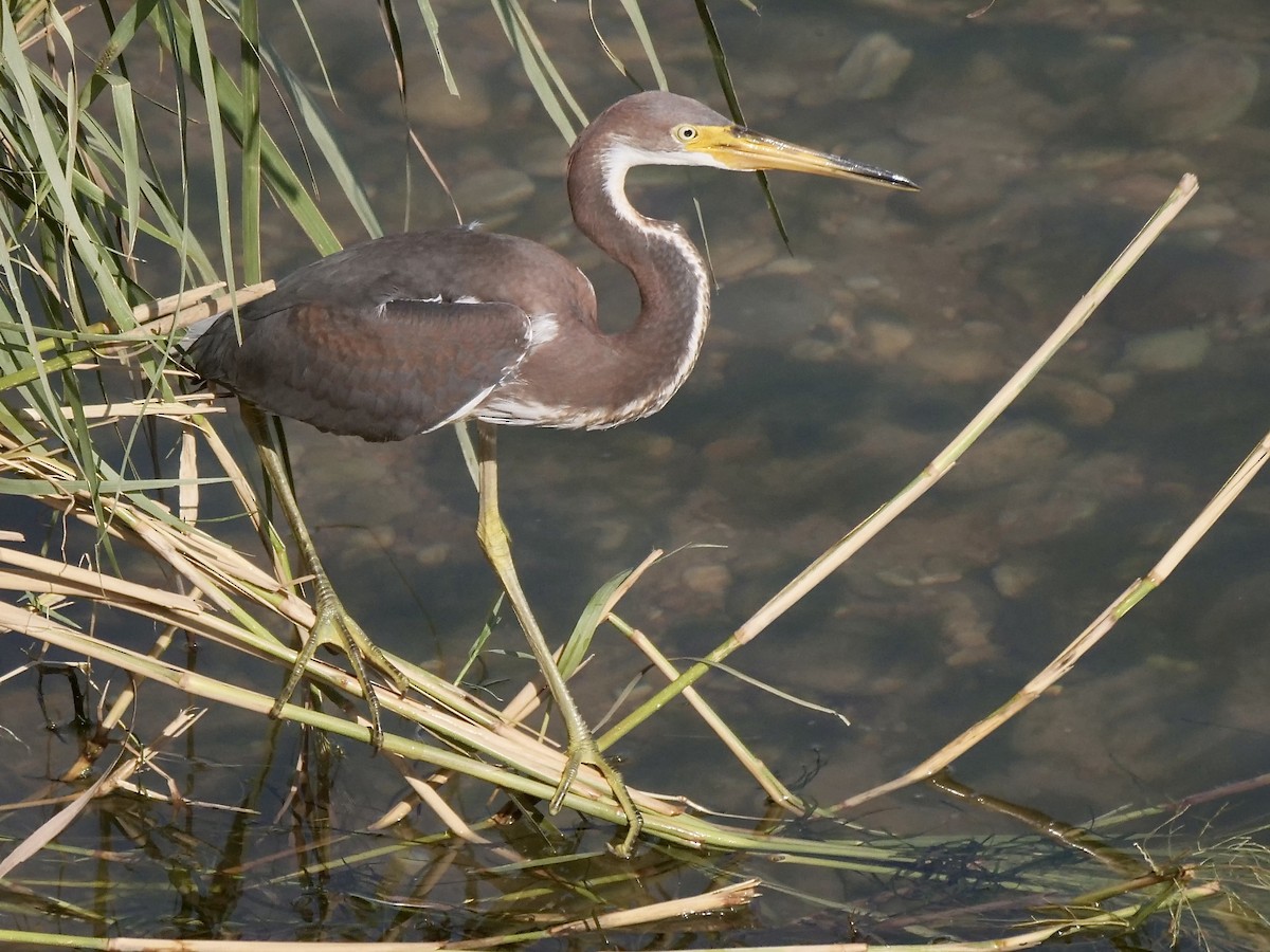 Tricolored Heron - ML607703161