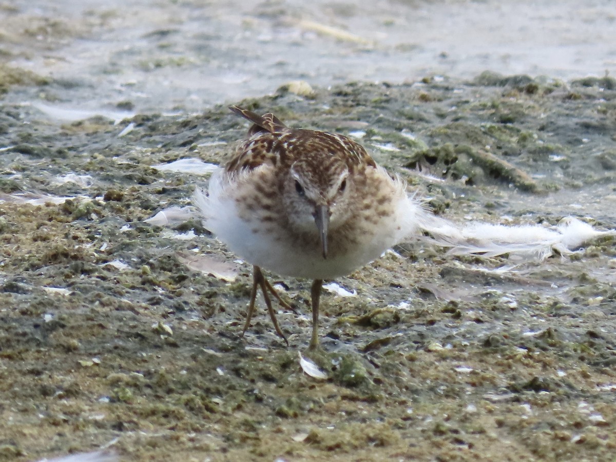 Least Sandpiper - ML607703421