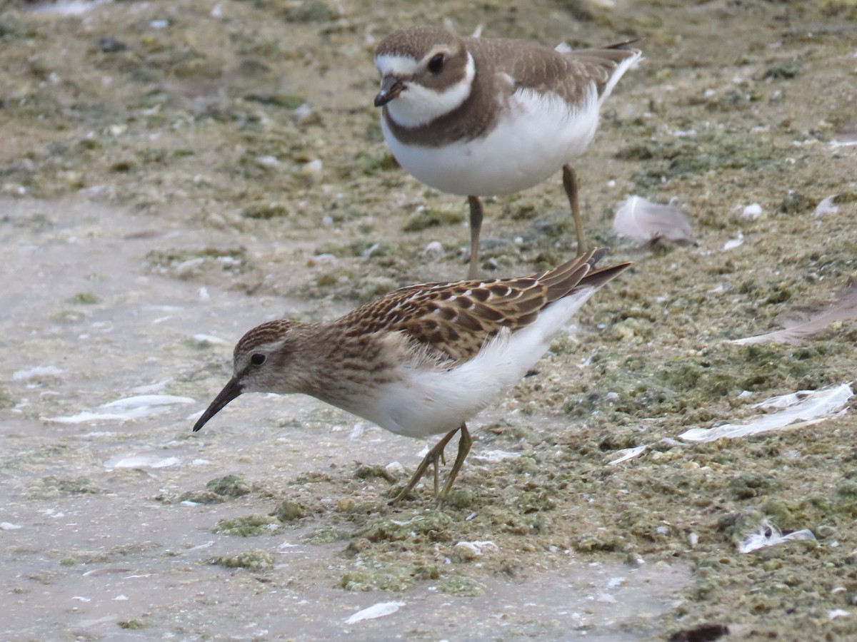 Least Sandpiper - ML607703441